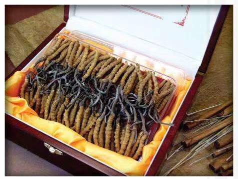 长乐冬虫夏草回收